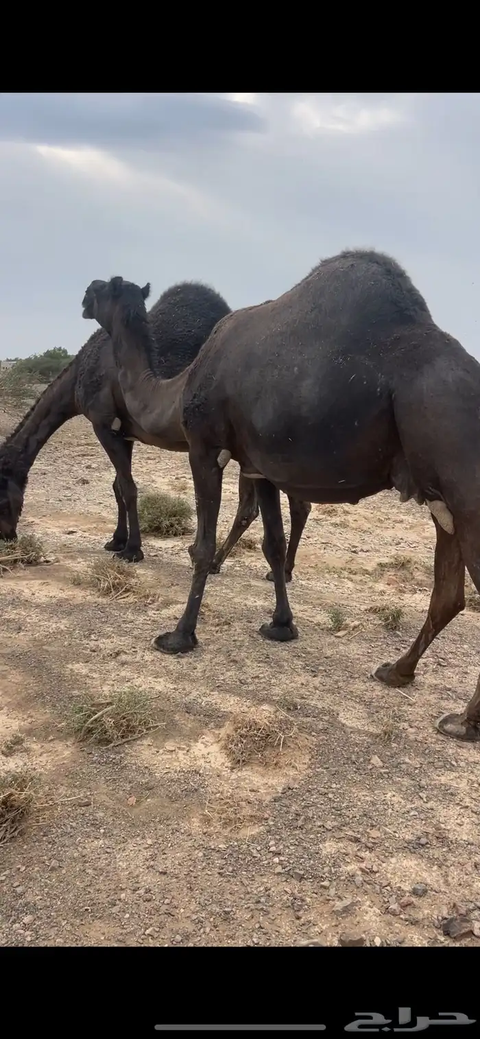 3 لقحات مجاهيم مواطي مقاني للبيع 7