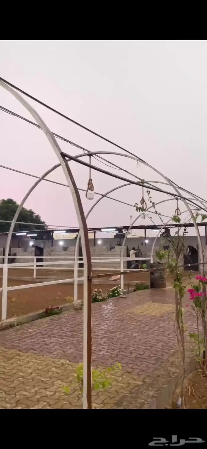 مربط درة الجنوب 10