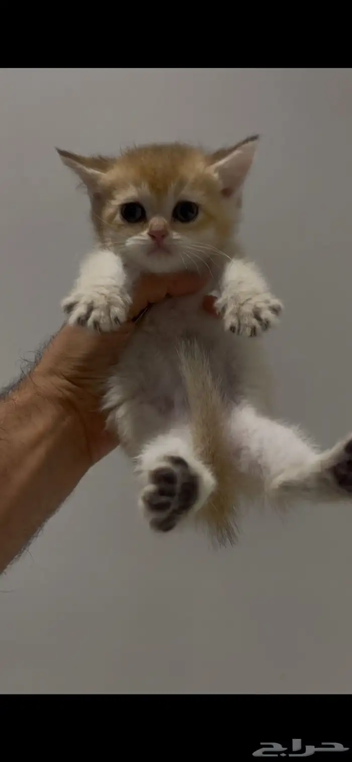 للبيع كتن برتش قولد 9