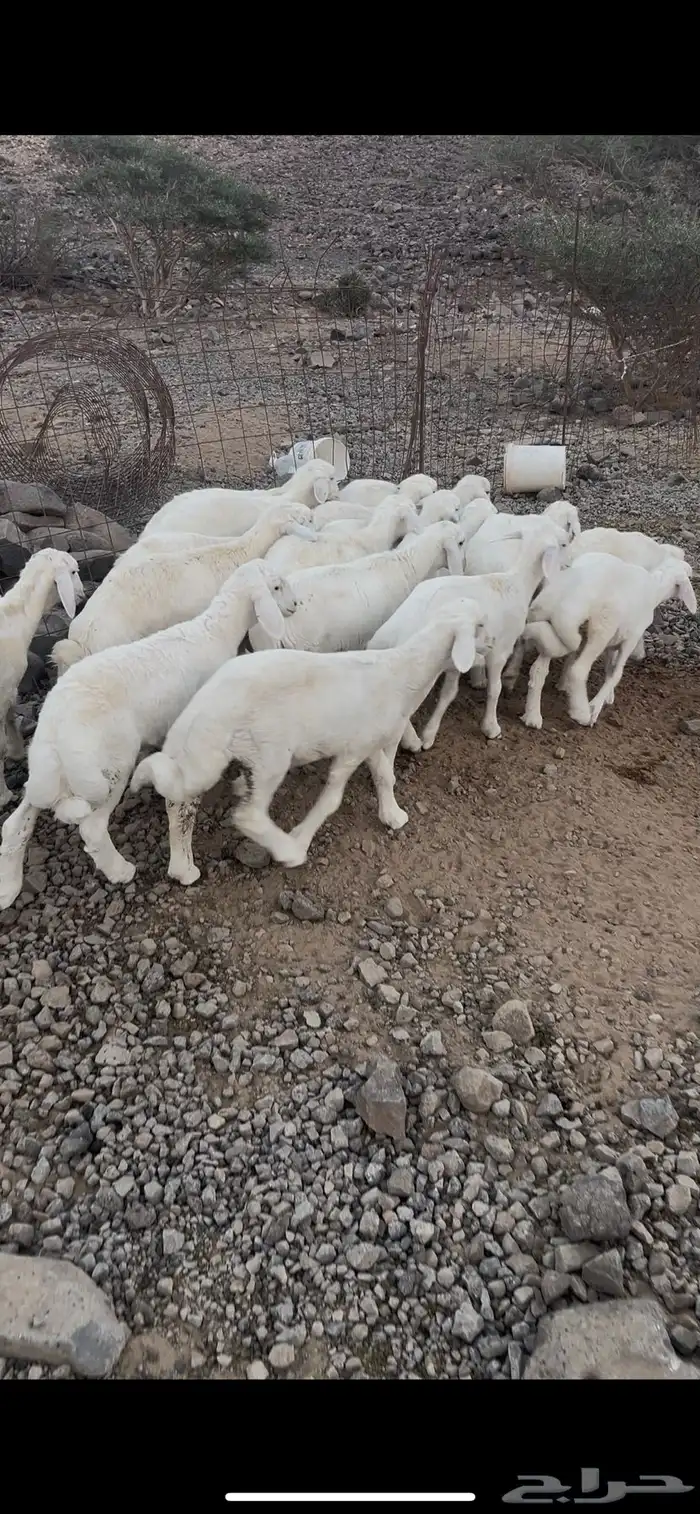 طليان ورخال 0