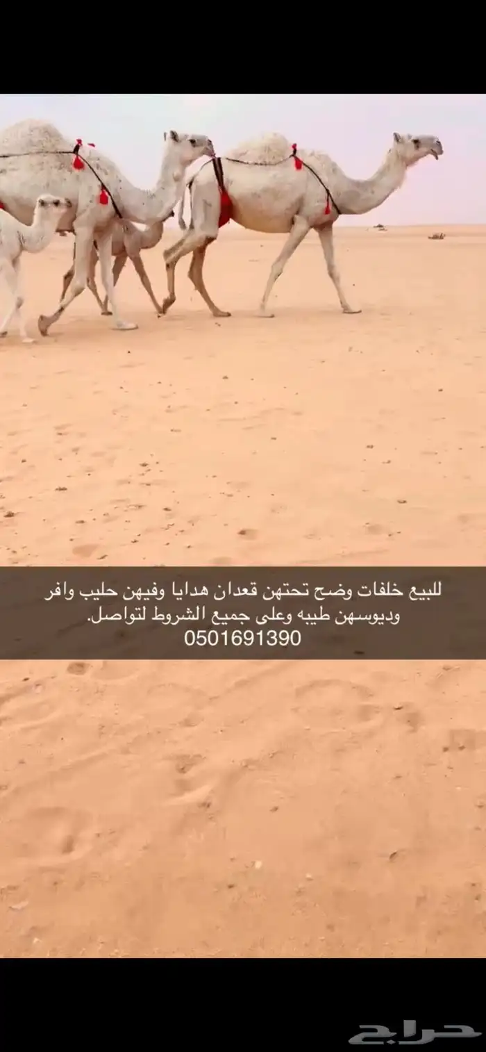 خلفات وضح 2 هدايا 1