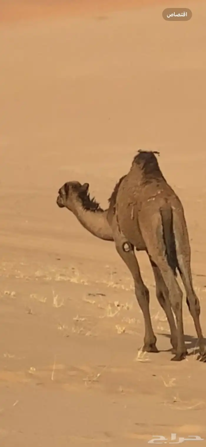 للبيع حاشي طيب في البر 1