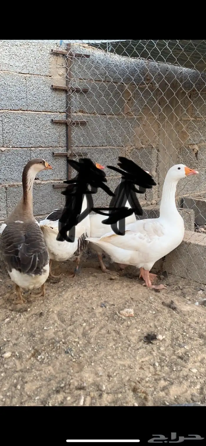 وزه هجين عراقي وذكر بلدي 0