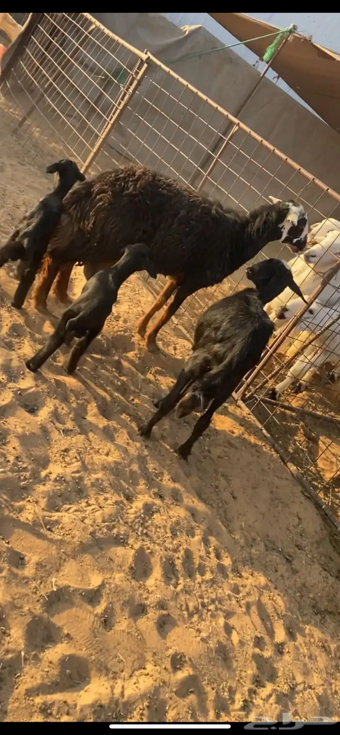 غنم متابيع رفيد مهجنات حري 0