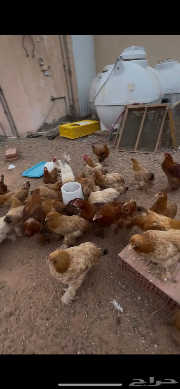 دجاج برهما 0