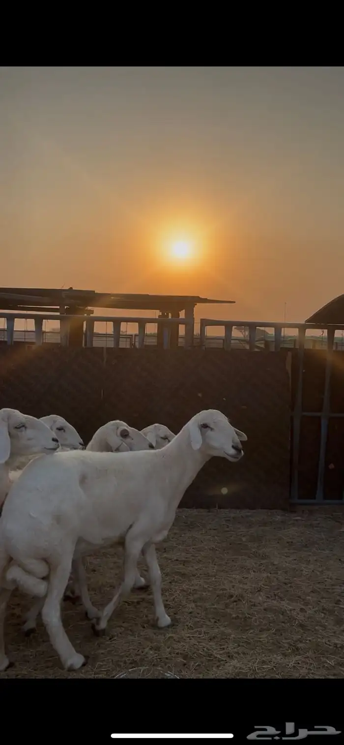 ضان حرش دفيع 0