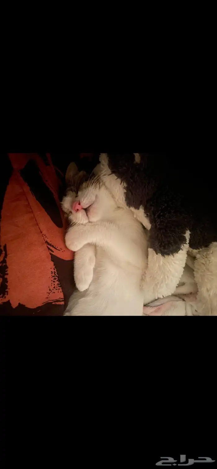 قط لتبني ذكر 0