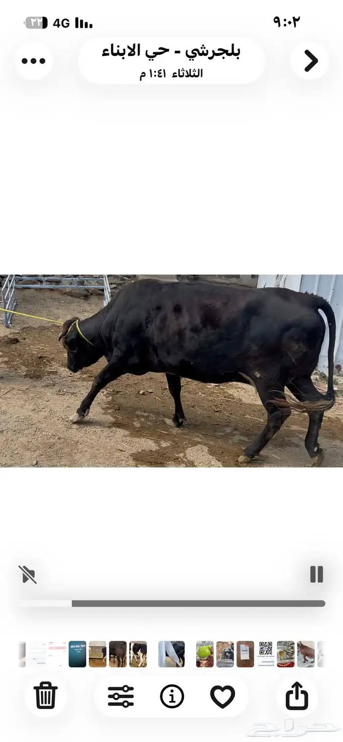 بقره للبيع هلنديه 2