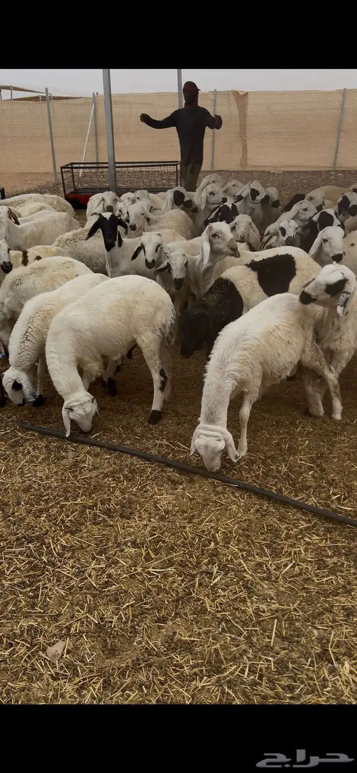 للبيع خرفان سواكني شبيهة الحري 0