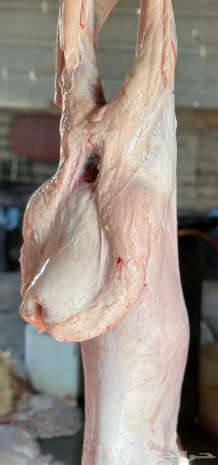 ذبايح نعيمي بلدي فاخر مع خدمة السلخ والتوصيل 5