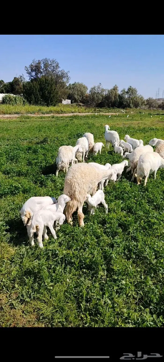 ضان حريه متاومات 1