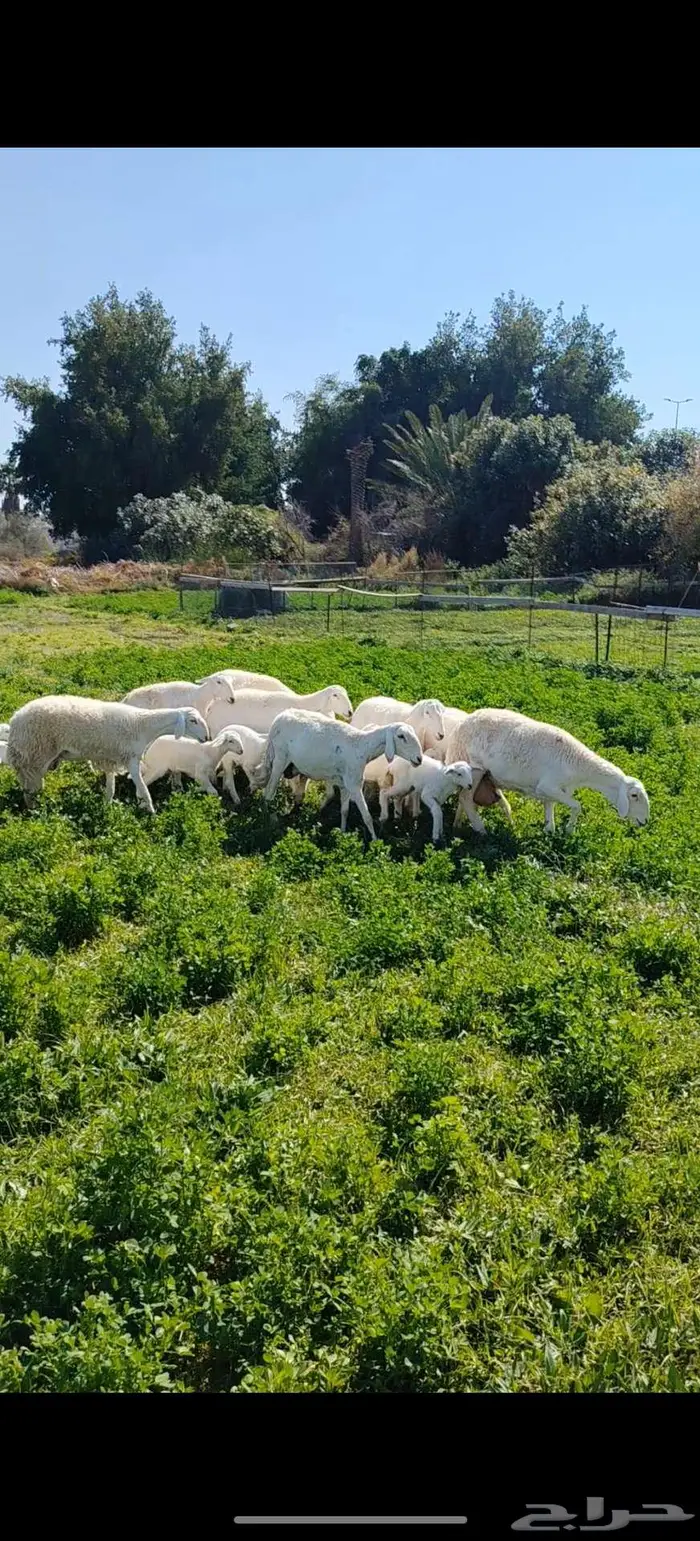 ضان حريه متاومات 0