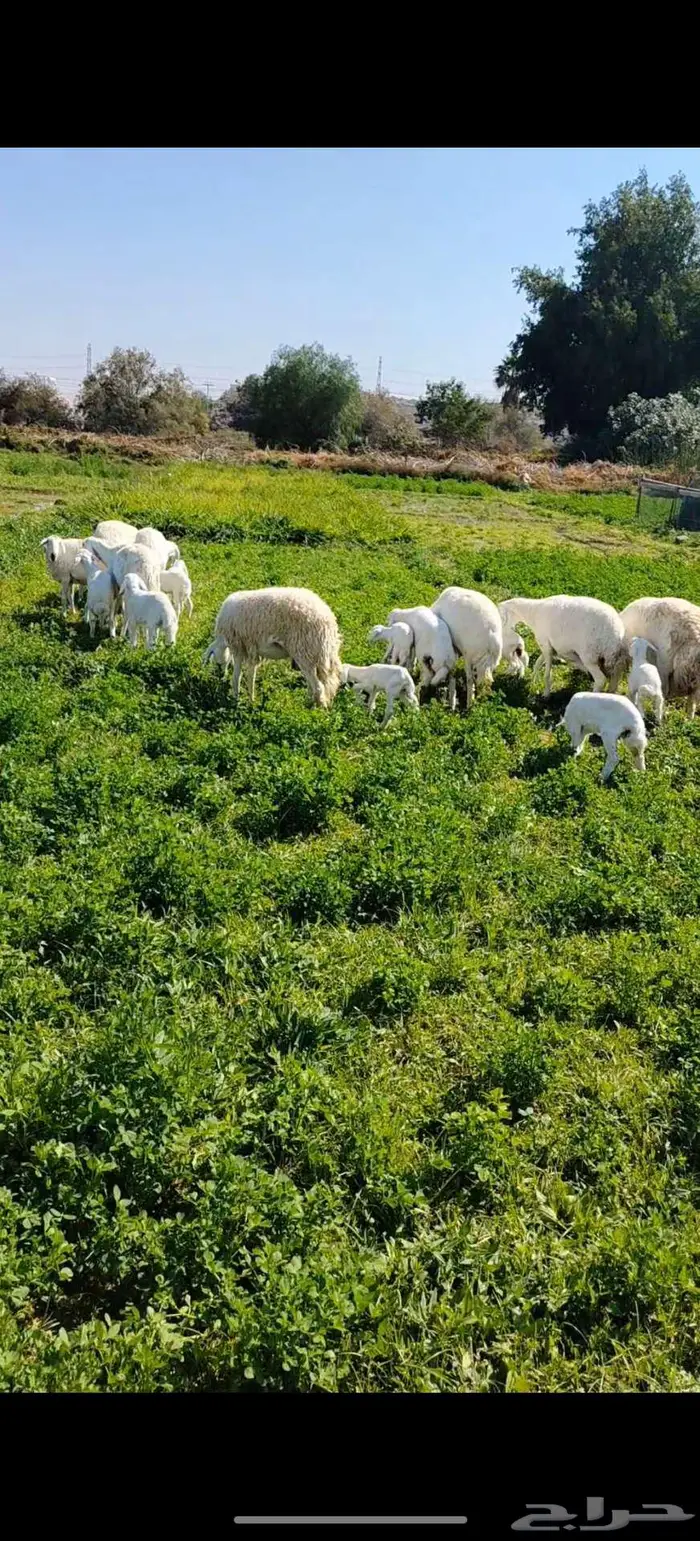 ضان حريه متاومات 5