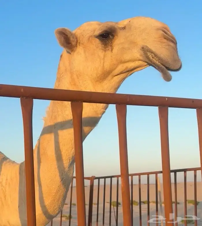 بعير كحيلاني ولد المسكت الطهيمي رباع 0