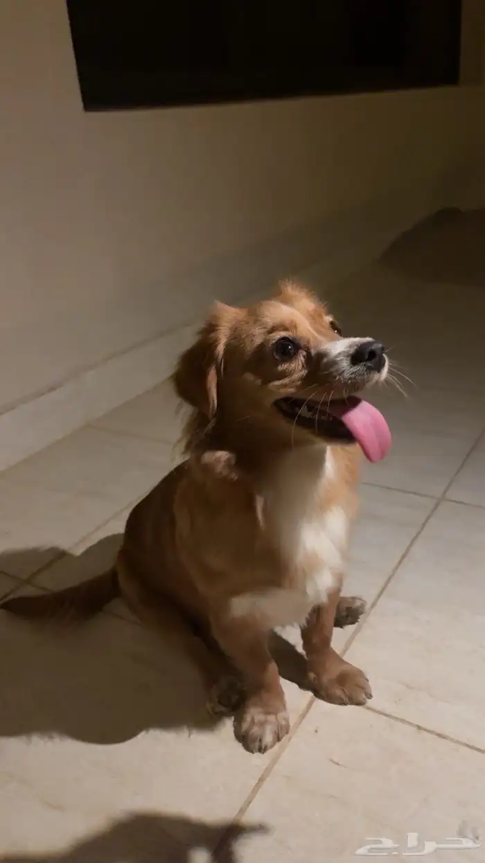 كلب أنثى للبيع 0