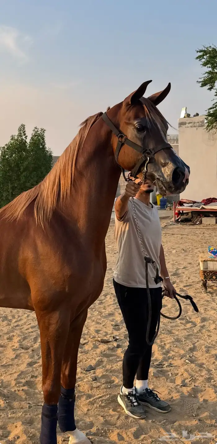 للبيع حصان واهو 0