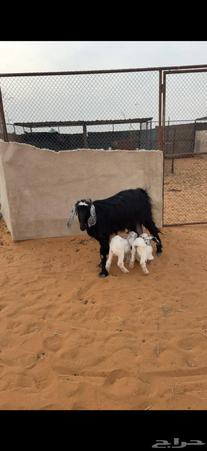 معزا عوراض 0