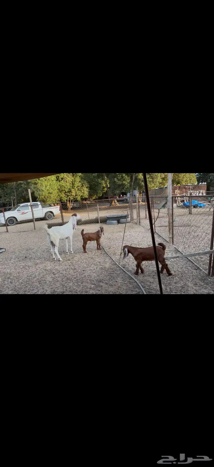 عنز هولندية والد 2