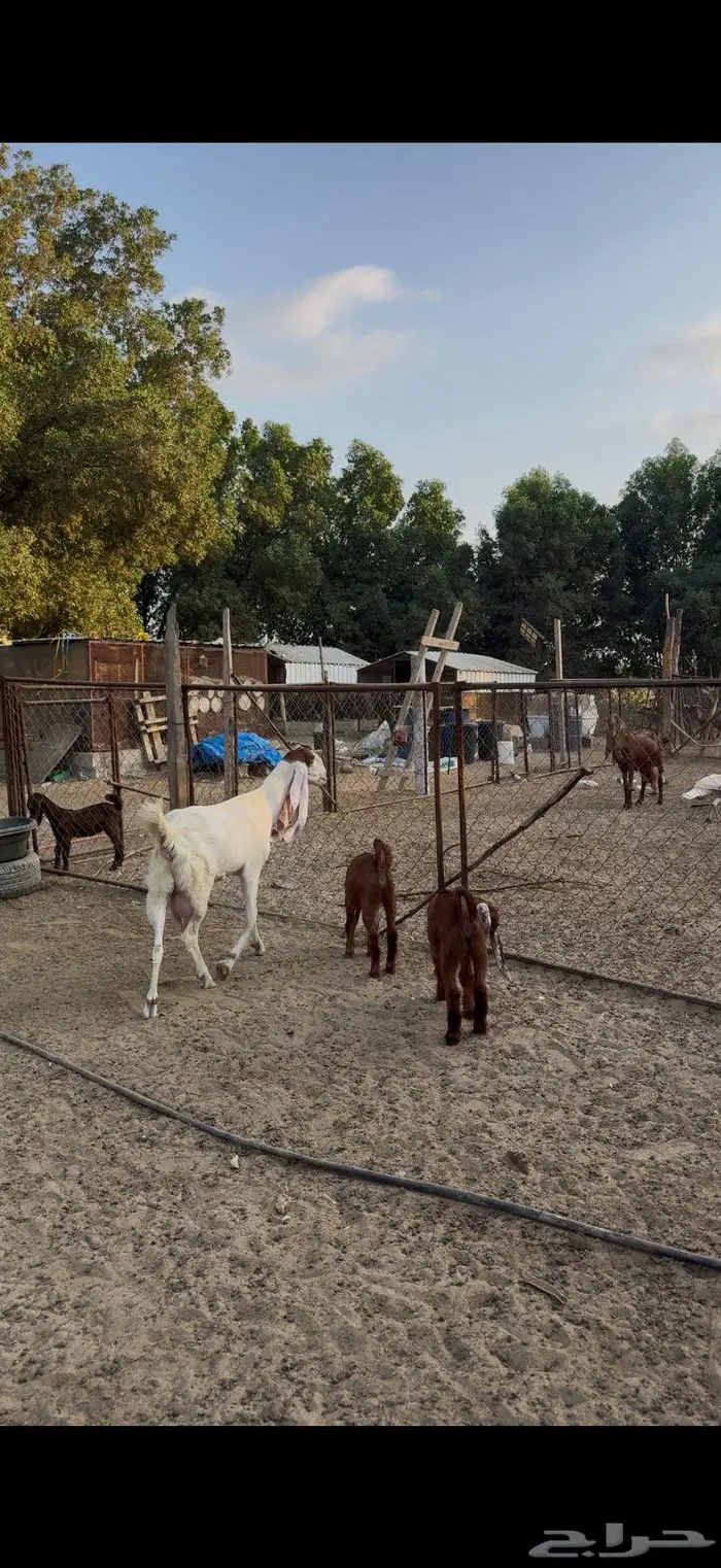 عنز هولندية والد 4