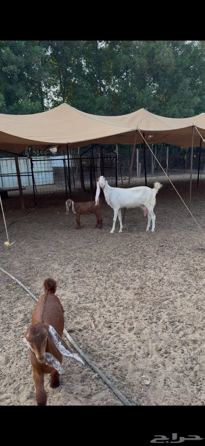 عنز هولندية والد 6