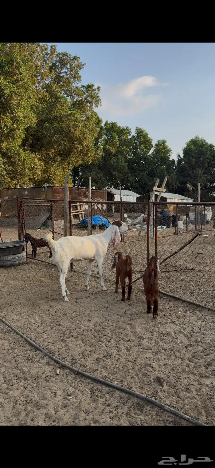 عنز هولندية والد 5