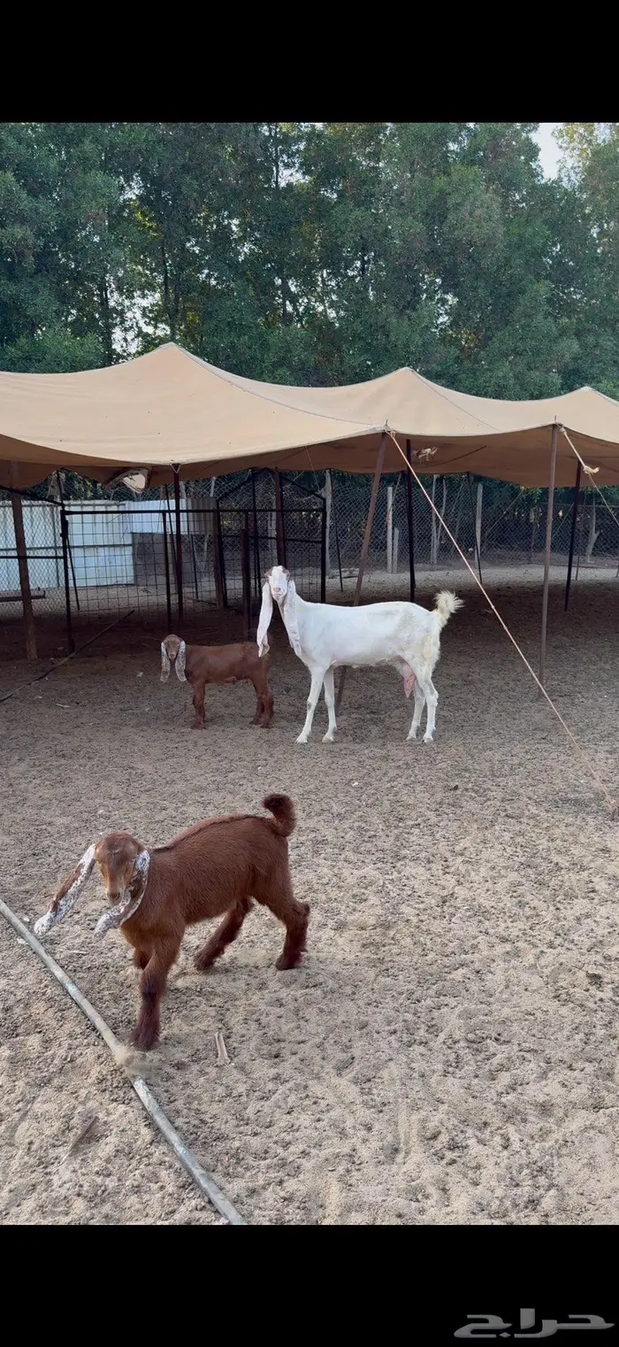 عنز هولندية والد 3