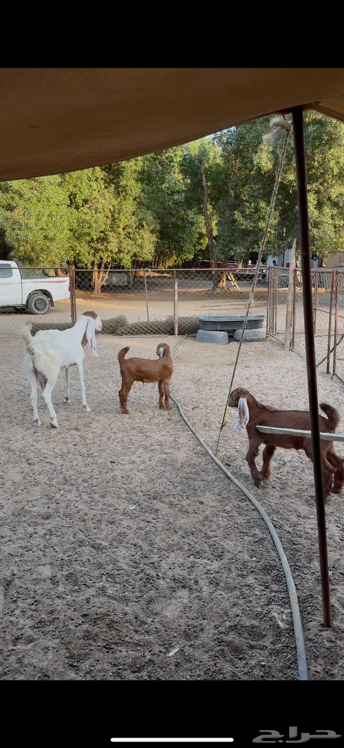 عنز هولندية والد 7