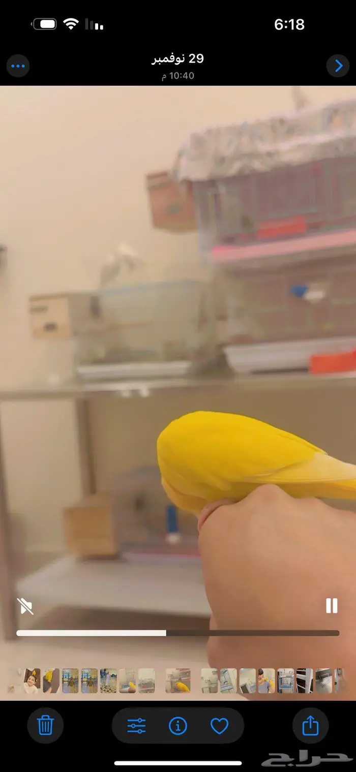 روز الايفه جاهزه اخذها وانتج جالسه في بياضه 250 ريالا 3