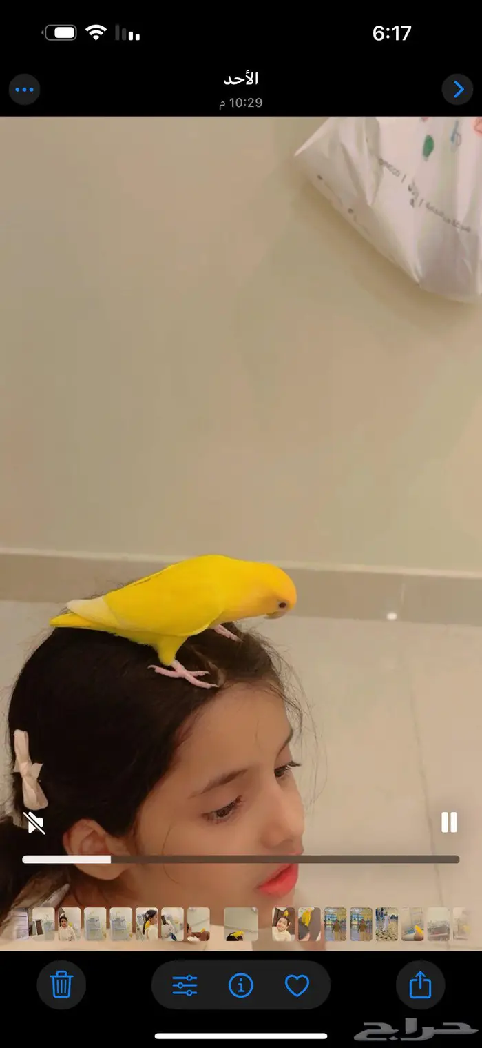 روز الايفه جاهزه اخذها وانتج جالسه في بياضه 250 ريالا 2