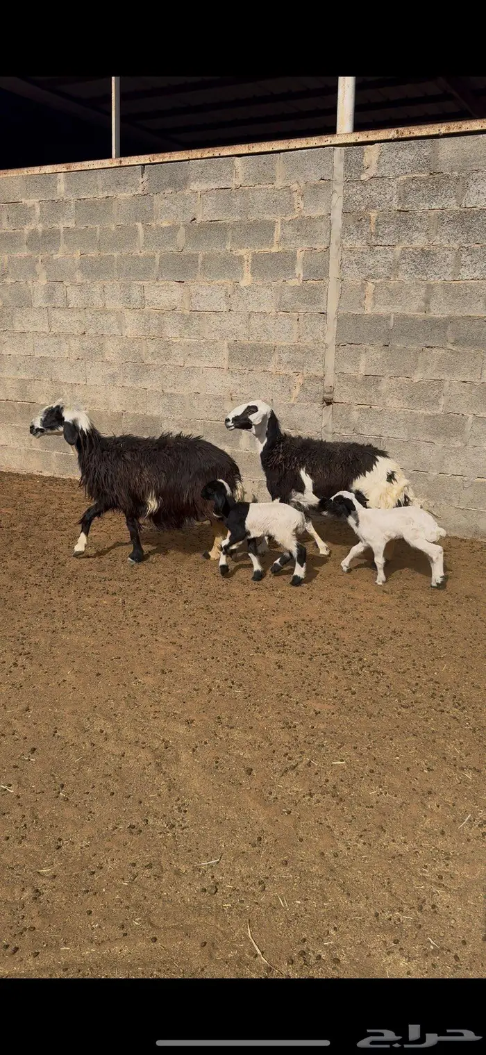 شياه مواليد وعيالها ضحايا 0