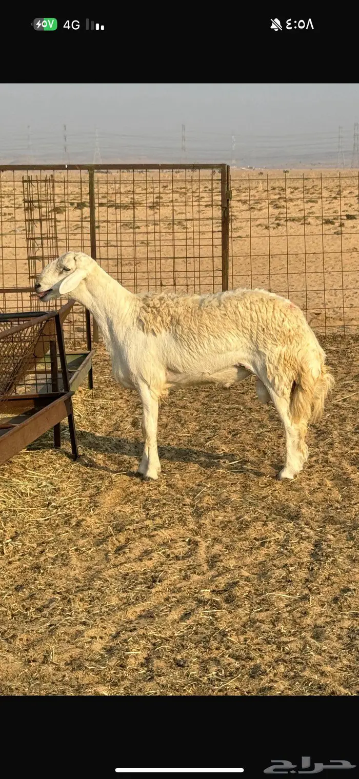 فحول صنف الصنف مشروطة شرط على الفيديو للتوثيق 1