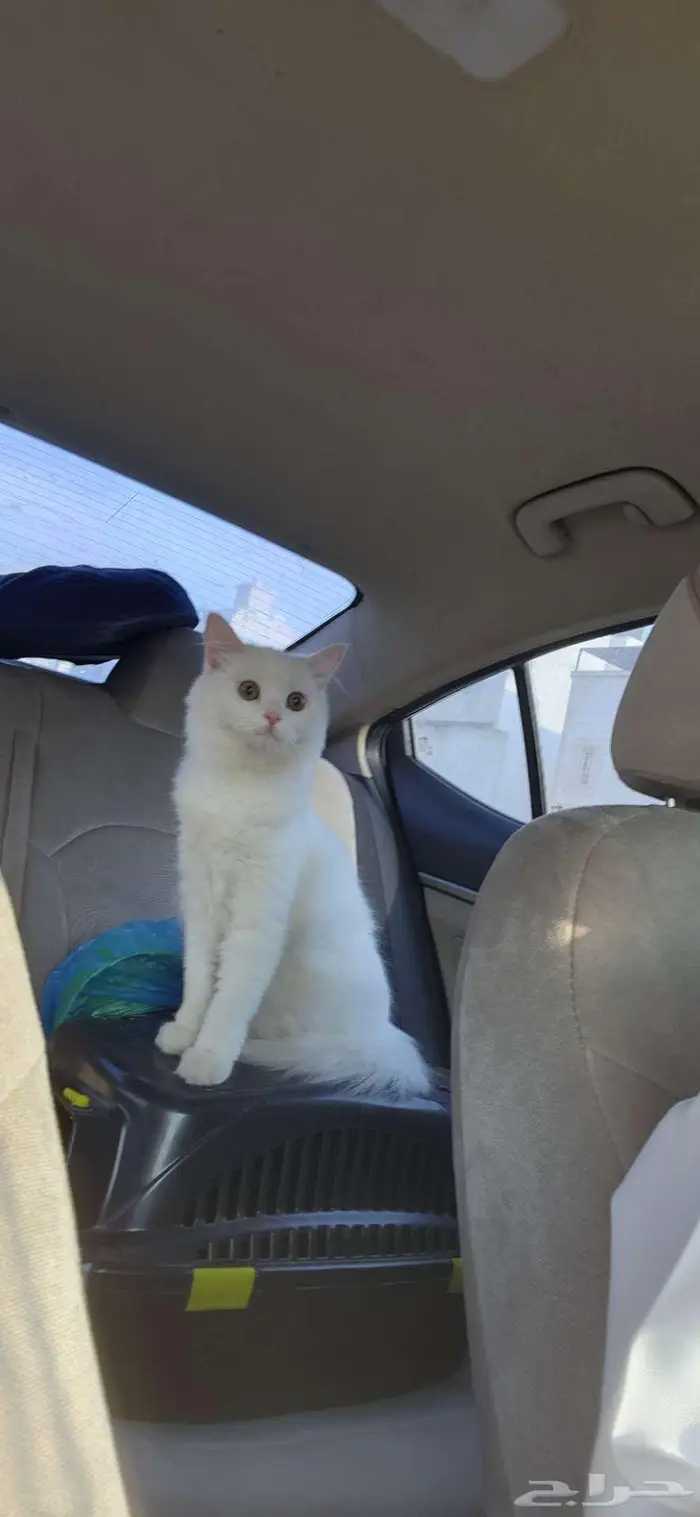 قطه للتبني 0