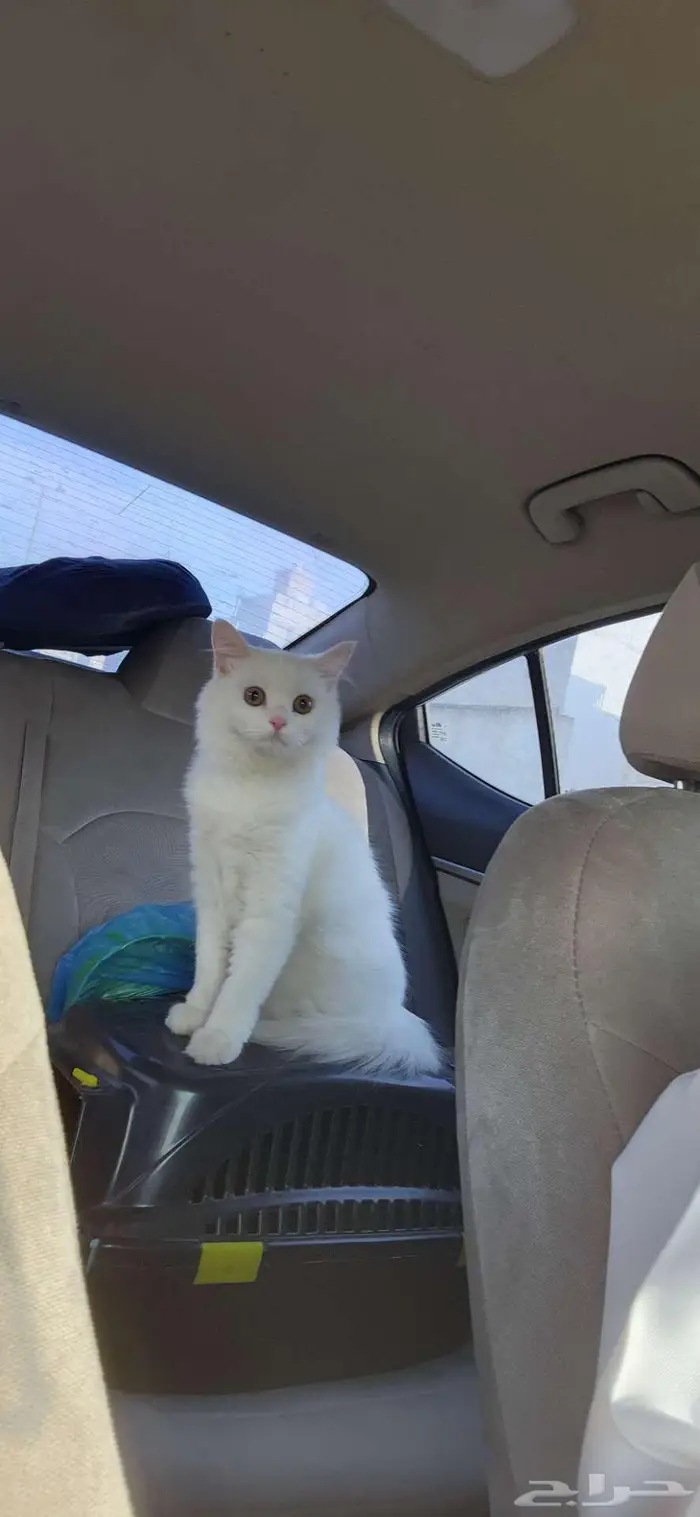 قطه للتبني 1