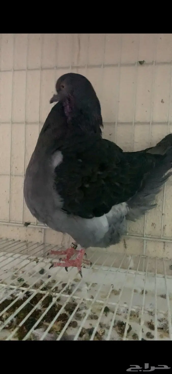 اناثي فرشات 1