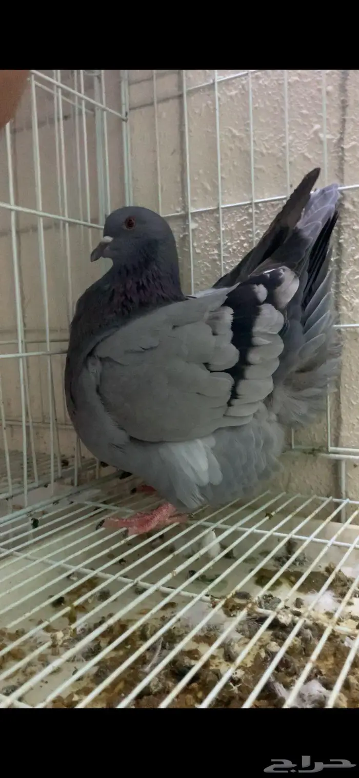 اناثي فرشات 0