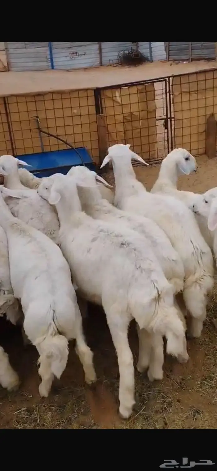 طليان حريه عدد20 ذبايح طيبه 2