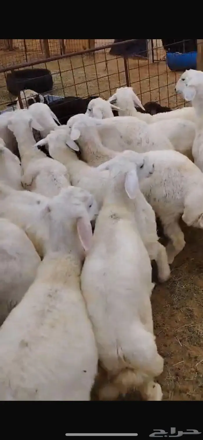 طليان حريه عدد20 ذبايح طيبه 0