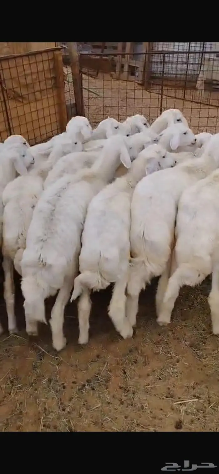 طليان حريه عدد20 ذبايح طيبه 1