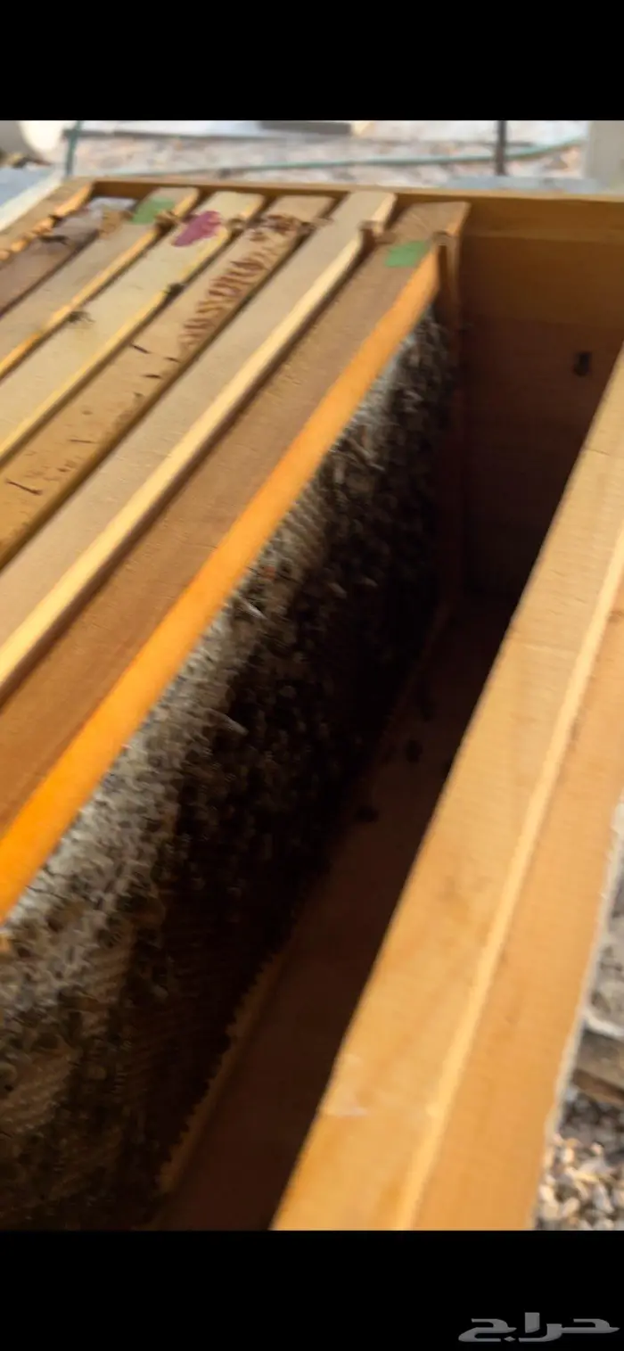 خلايا نحل افرنجي 0