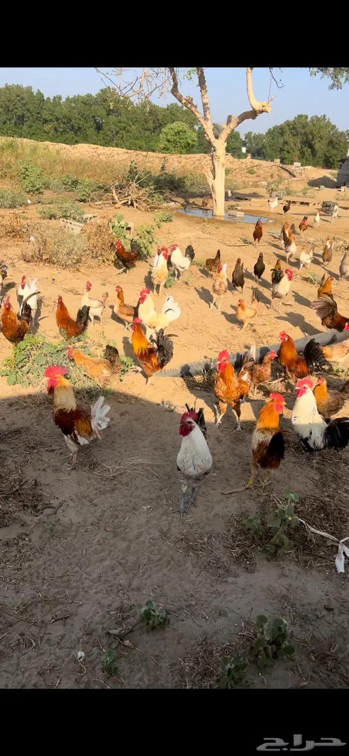 للبيع دجاج بياض وديوكه العمر قرابة سنة 0