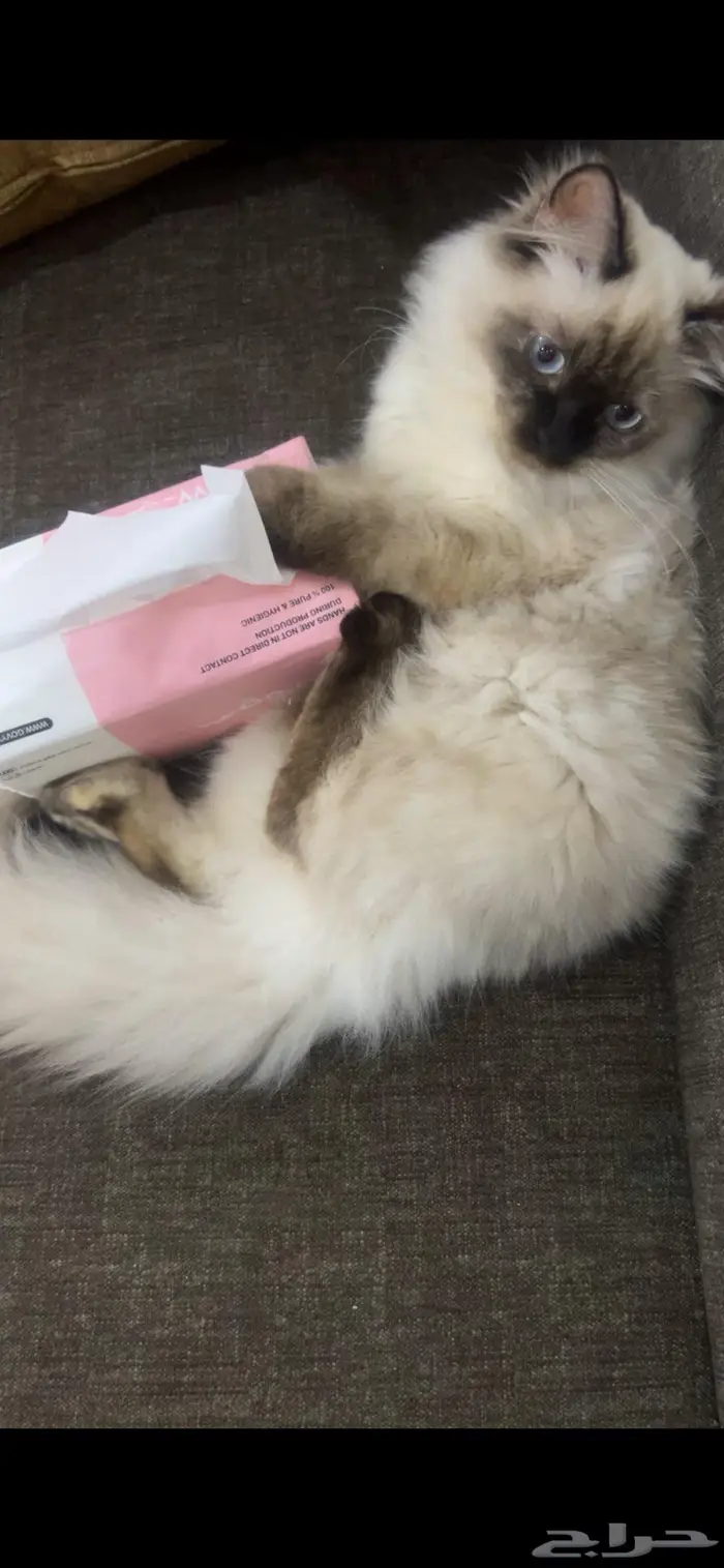 قطه انثنى للتبني 0