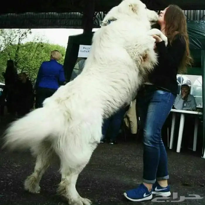 جراوه قوقاز 14