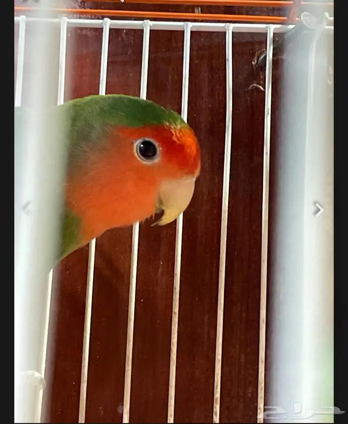 للبيع انثى روز 75 2