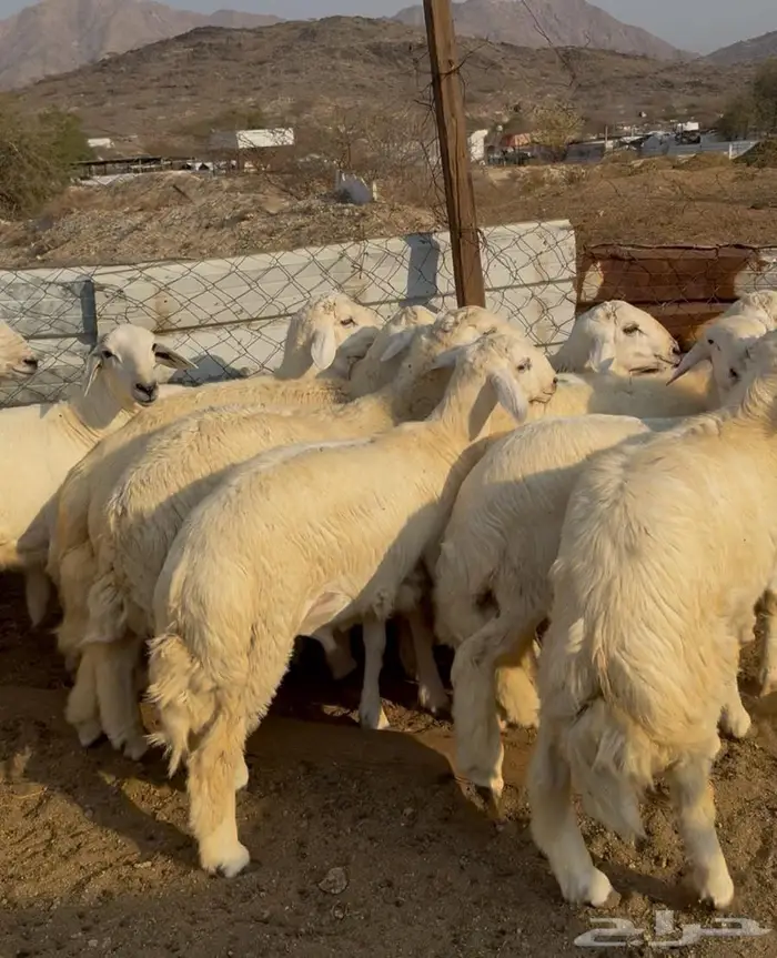 ذبايح طليان حري سواكن مع الذبح والتوصيل 6