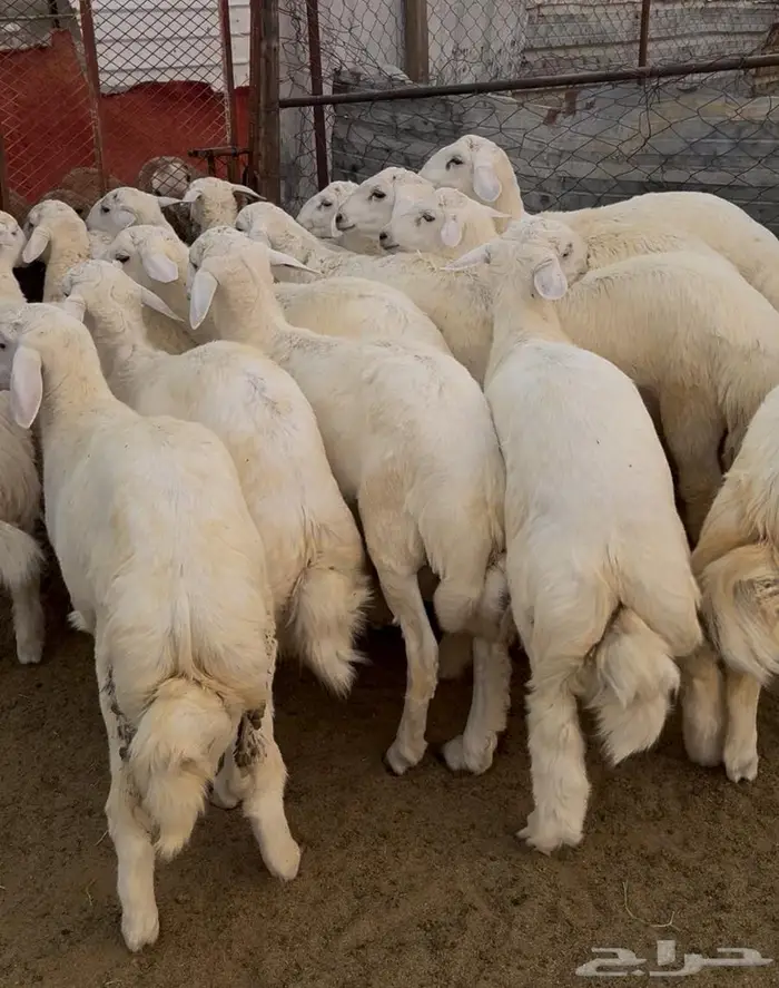 ذبايح طليان حري سواكن مع الذبح والتوصيل 1