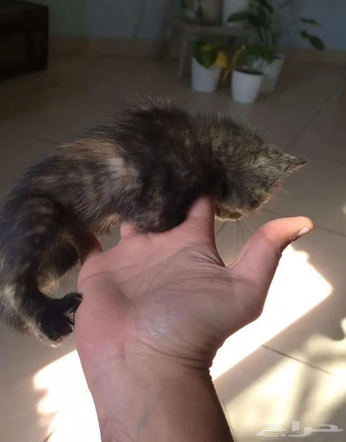 كيتن انثى للتبني 1