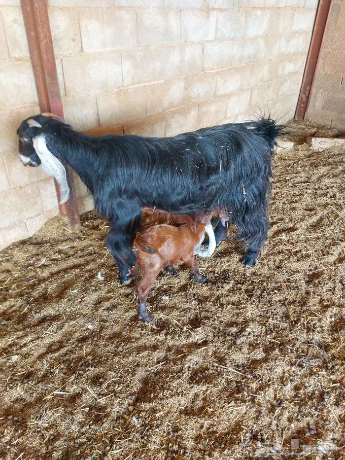 معزا متاومة 0