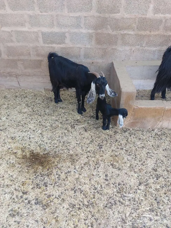 معزا متاومة 5