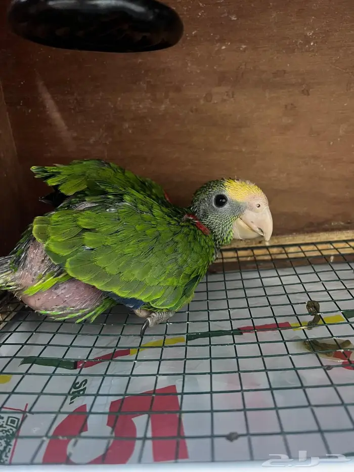 فرخ دبل يلوهيد ماقنا 0