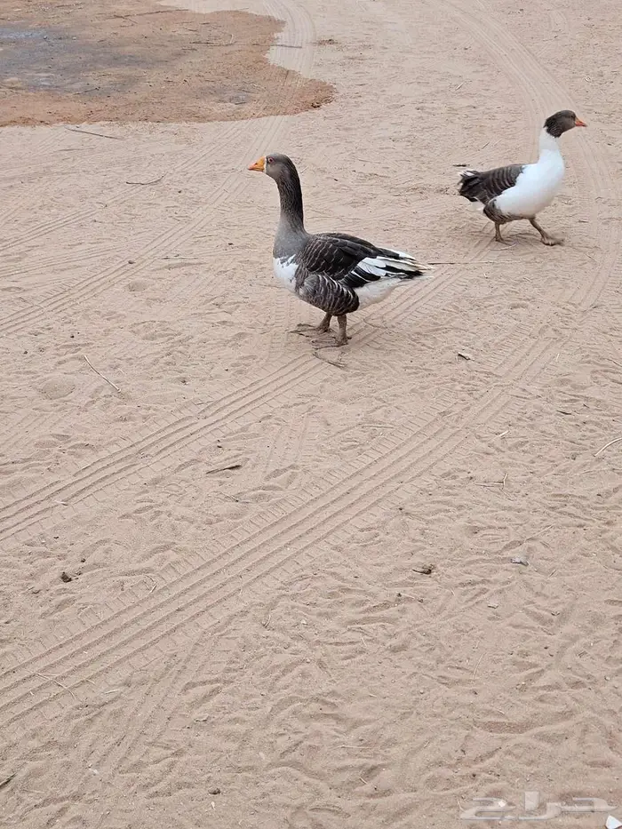 وزه للبيع. 0